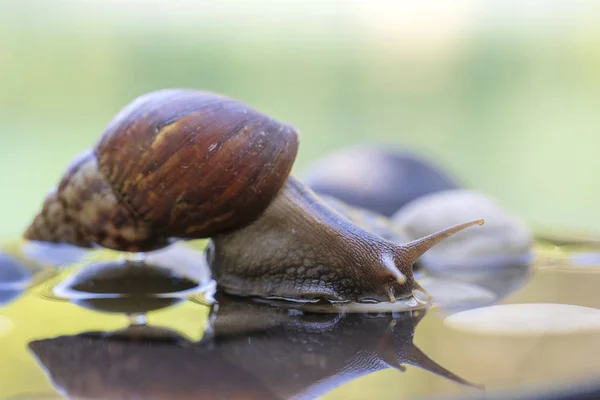 Un caracol en una concha se arrastra sobre una olla de cerámica con agua, día de verano en el jardín, de cerca, Bali, Indonesia —  Fotos de Stock