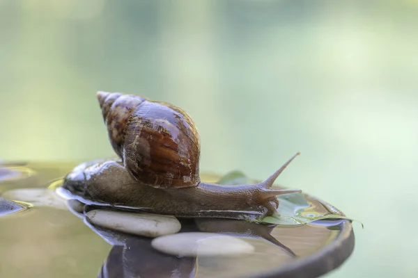 Un caracol en una concha se arrastra sobre una olla de cerámica con agua, día de verano en el jardín, de cerca, Bali, Indonesia —  Fotos de Stock