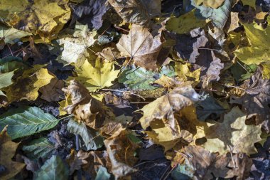 Akçaağaç yaprakları ile Sonbahar arka plan, yakın