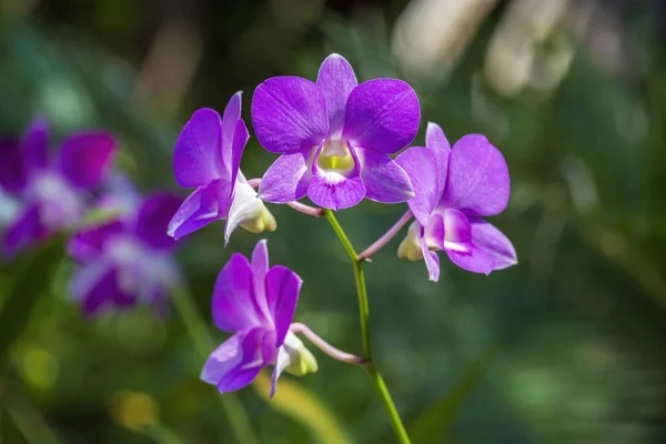 Orquídeas cor-de-rosa lilás bonitas no fundo verde das folhas. Condições naturais. De perto, ao ar livre, conceito de natureza. Flor tropical exótica com fundo verde, Ásia, Tailândia — Fotografia de Stock