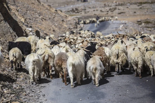 Keçi ler ve koyunlar Leh boyunca Himalayalar dağında Manali otoyolu, Ladakh, Jammu ve Keşmir bölgesi, Hindistan'a kadar trafiğe neden oluyorlar — Stok fotoğraf