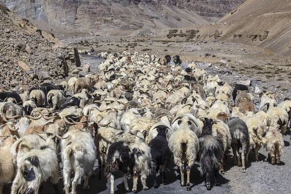 Capre e pecore che causano traffico nella montagna dell'Himalaya lungo l'autostrada Leh-Manali, Ladakh, Jammu e Kashmir, India — Foto Stock