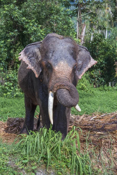 Un elefante solitario con grandi zanne si erge tra la giungla della Thailandia . — Foto Stock