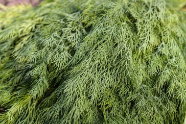 Tayland yerel sokak pazarında satılık taze organik yeşil dereotu, closeup