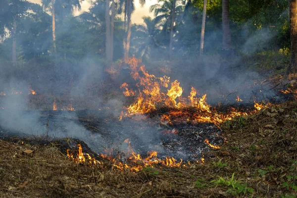 Bush ogień w lesie tropikalnym na wyspie Koh Phangan, Tajlandia, zbliżenie — Zdjęcie stockowe