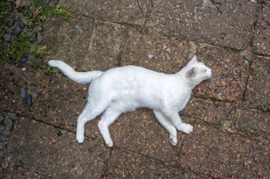 Kaldırımda yatan beyaz kedi, yakın