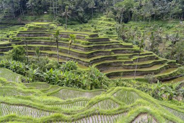 Ubud yakınlarındaki teraslarda Yeşil pirinç tarlaları, tropikal ada Bali, Endonezya. Doğa kavramı