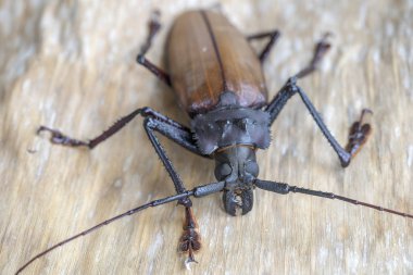 Ada Koh Phangan, Tayland dev Fiji Longhorn Beetle. Plan, makro. Dev Fiji uzun boynuzlu böcek, Xixuthrus Heros en büyük yaşayan böcek türlerinden biridir. Büyük tropikal böcek türleri