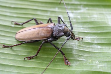 Ada Koh Phangan, Tayland dev Fiji Longhorn Beetle. Plan, makro. Dev Fiji uzun boynuzlu böcek, Xixuthrus Heros en büyük yaşayan böcek türlerinden biridir. Büyük tropikal böcek türleri