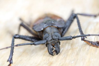 Ada Koh Phangan, Tayland dev Fiji Longhorn Beetle. Plan, makro. Dev Fiji uzun boynuzlu böcek, Xixuthrus Heros en büyük yaşayan böcek türlerinden biridir. Büyük tropikal böcek türleri