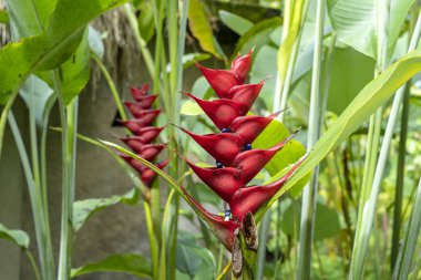Ada Bali, Endonezya kırmızı tropikal çiçekler. Yakın çekim