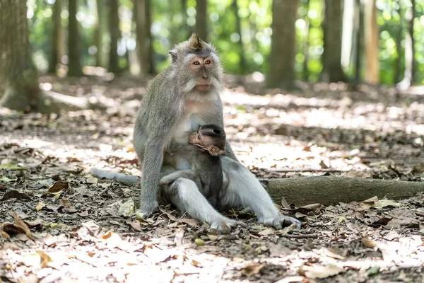 Divoká opičí rodina v lese, Ubud, ostrov Bali, Indonésie. Zavřít — Stock fotografie