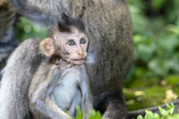 森林、ウブド、島バリ、インドネシアの猿の家族。クローズアップ — ストック写真