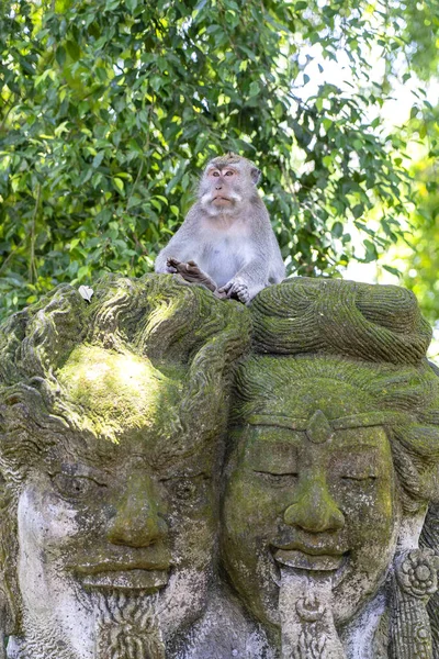 Portret małpy siedzącej na kamiennej rzeźbie w świętym lesie małp w Ubud, Wyspa Bali, Indonezja. Zbliżenie — Zdjęcie stockowe