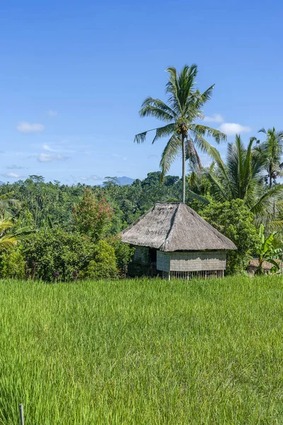バリ島、インドネシアの晴れた日に水田、わらの家とヤシの木との風景。自然と旅のコンセプト — ストック写真
