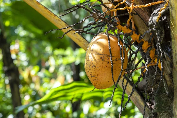 Čerstvě žlutý kokosový ořech na zeleném palmovém stromě na ostrově Bali, Indonésie, zaostřená — Stock fotografie