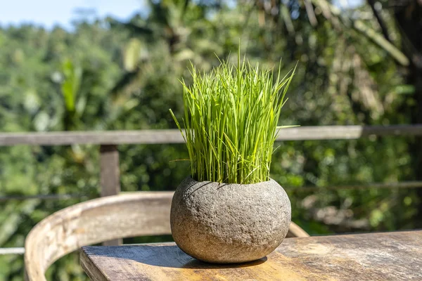 Green rice sprouts in a stone flower pot on a wooden table in empty cafe next to the tropical jungle in island Bali, Indonesia — Stock Photo, Image
