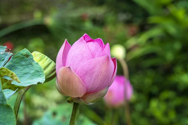 Beautiful pink lotus, water plant in a pond in the tropical garden. Island Bali, Indonesia — Stock Photo, Image