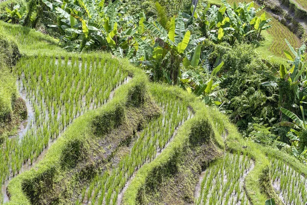 Зелені рисові поля на терасі біля Убуда, тропічний острів Балі, Індонезія. Концепція природи — стокове фото