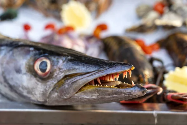 Закрыть на зубах барракуда. Морская барракуда из свежей рыбы на рынке уличной еды. Концепция морепродуктов. Сырая барракуда для приготовления пищи — стоковое фото