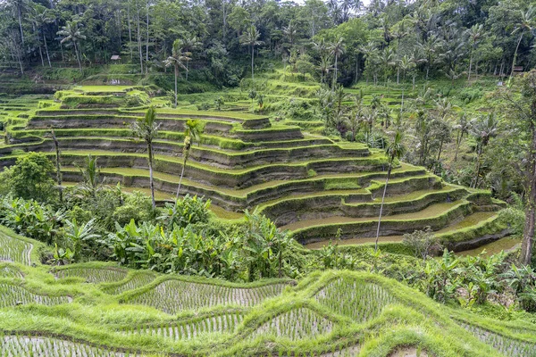 Zöld rizsföldek teraszok közelében Ubud, trópusi sziget Bali, Indonézia. Természet-koncepció — Stock Fotó