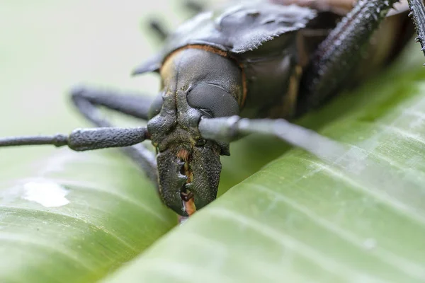 Giant fijianska Longhorn Beetle från Island Koh Phangan, Thailand. Närbild, makro. Giant fijiansk lång behornade skalbagge, Xixuthrus Heros är en av de största levande insektsarter. Stora tropiska skalbaggar arter — Stockfoto