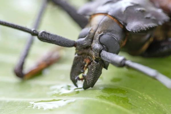 Giant Fijian longhorn beetle from island Koh Phangan, Thailand. Closeup, macro. Giant Fijian long-horned beetle, Xixuthrus heros is one of largest living insect species.Large tropical beetle species — Stock Photo, Image