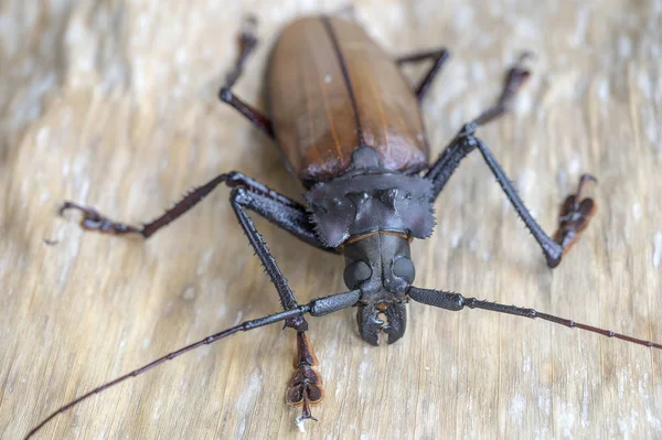 Giant Fijian longhorn beetle from island Koh Phangan, Thailand. Closeup, macro. Giant Fijian long-horned beetle, Xixuthrus heros is one of largest living insect species.Large tropical beetle species