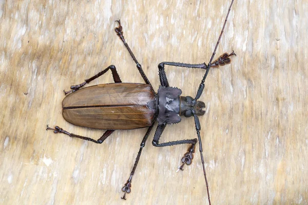 Escarabajo gigante fiyiano de cuerno largo de la isla Koh Phangan, Tailandia. Primer plano, macro. Escarabajo gigante fiyiano de cuernos largos, Xixuthrus héroes es una de las especies de insectos vivos más grandes. — Foto de Stock