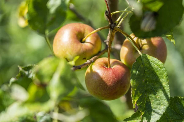 Ветка спелых яблок на дереве в саду. Сладкие яблоки на дереве в саду — стоковое фото