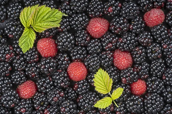 Background from fresh organic blackberries and raspberries, close up. Top view blackberry and raspberry — Stock Photo, Image