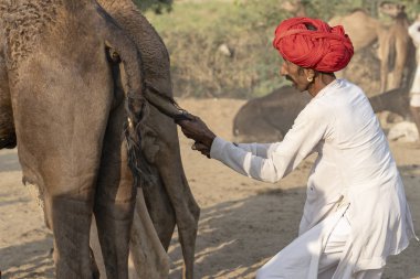 Pushkar Camel Mela, Rajasthan, Hindistan sırasında Hintli adam ve solana