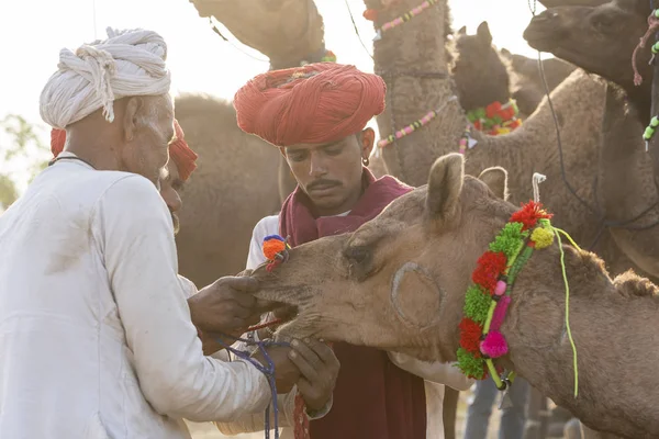 Indischer Mann und Herdkamele während der Pushkar-Kamelmela, Rajasthan, Indien — Stockfoto