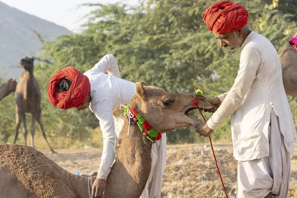 Hombre indio y camellos de manada durante Pushkar Camel Mela, Rajastán, India —  Fotos de Stock