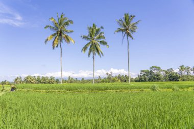 Ada Bali Ubud yakın yeşil pirinç teraslar üzerinde üç Hindistan cevizi palmiye ağaçları, Endonezya