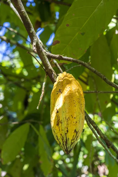 Κίτρινο φασόλι κακάο στο δέντρο στην Ινδονησία — Φωτογραφία Αρχείου
