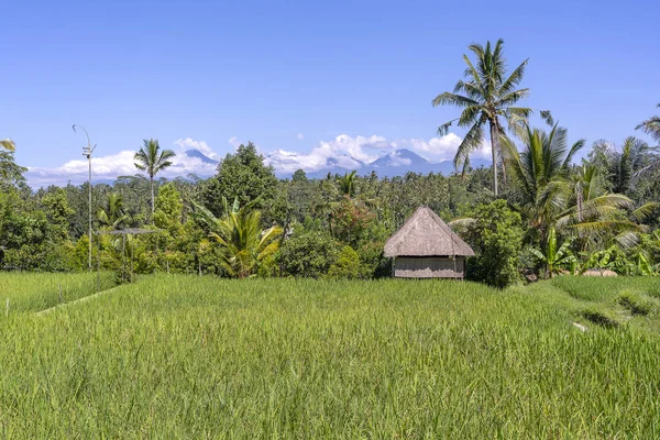 Пейзаж с рисовыми полями, соломенный домик и пальма в солнечный день на острове Бали, Индонезия. Концепция природы и путешествия — стоковое фото