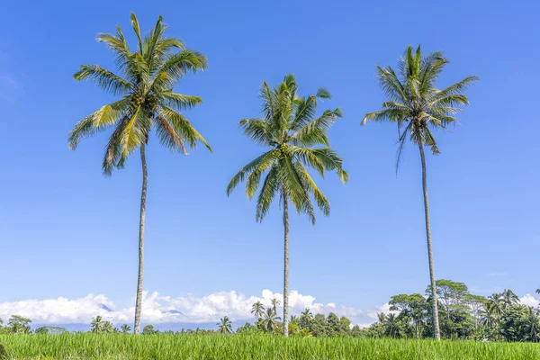 印度尼西亚巴厘岛乌布附近的绿色水稻梯田上的三棵椰子树 — 图库照片