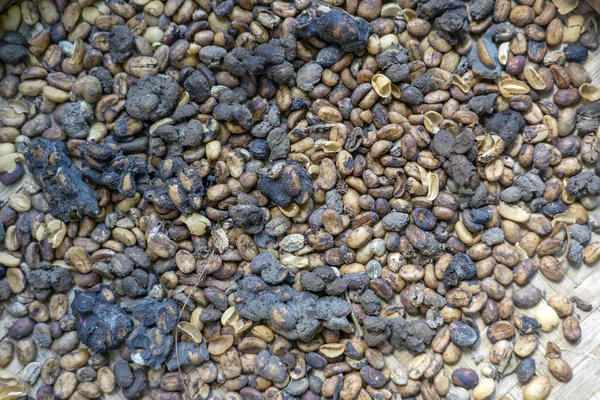 Luwak koffie, onschone koffiebonen, close-up. Kopi luwak is koffie met deels verteerde koffie kersen die worden gegeten en ontstoken door de Aziatische Palm Civet. Island Bali, Ubud, Indonesië — Stockfoto