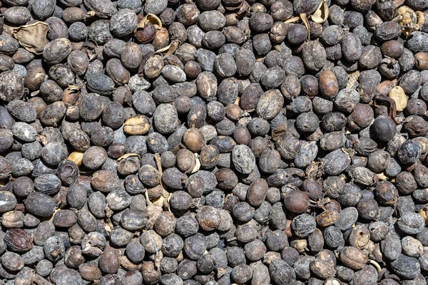 卢瓦克咖啡，不干净的咖啡豆，特写。Kopi luwak 是咖啡，包括亚洲棕榈果子狸食用和排泄的部分消化咖啡樱桃。巴厘岛， 乌布， 印度尼西亚 — 图库照片