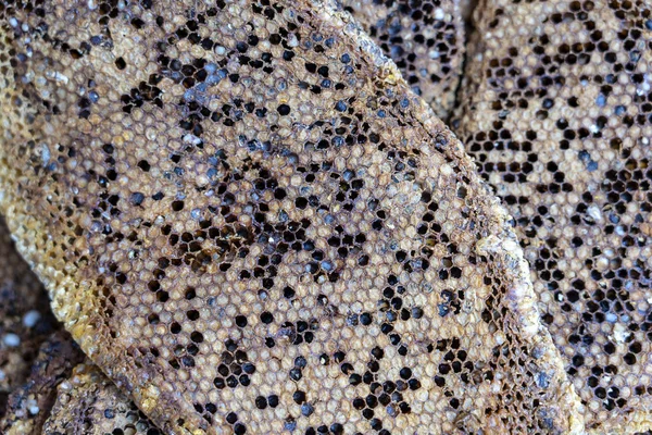 Vista de cerca de panal con miel dulce de abejas silvestres. Pedazo de panal con miel dulce como fondo. Países Bajos — Foto de Stock