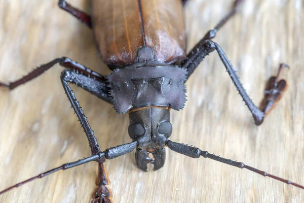 Escarabajo gigante fiyiano de cuerno largo de la isla Koh Phangan, Tailandia. Primer plano, macro. Escarabajo gigante fiyiano de cuernos largos, Xixuthrus héroes es una de las especies de insectos vivos más grandes. —  Fotos de Stock