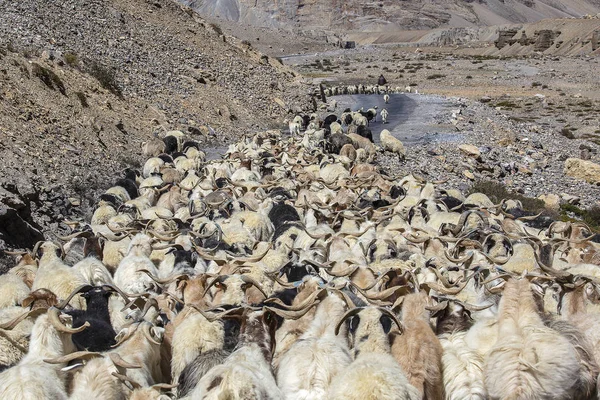 マナリ高速道路、ラダック、ジャンムー、カシミール地方、インドに沿ってリーに沿ってヒマラヤ山脈で交通を引き起こすヤギや羊 — ストック写真