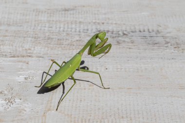 Dua eden peygamber devesi, mantis bileğinde, yakın çekim. Ada Bali, Endonezya