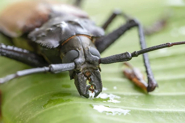 Giant Fijian longhorn beetle from island Koh Phangan, Thailand. Closeup, macro. Giant Fijian long-horned beetle, Xixuthrus heros is one of largest living insect species.Large tropical beetle species