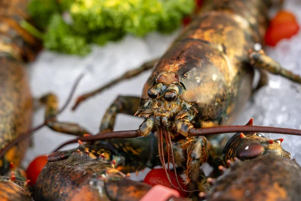 Sea fresh lobster at street market in Thailand. Seafood concept. Raw lobster for cooking, closeup — Stock Photo, Image