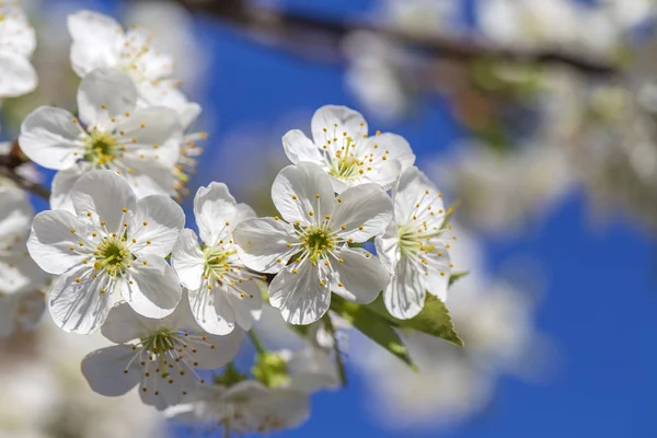 Mavi gökyüzü arka plan üzerinde bir bahar gününde kiraz çiçekleri beyaz çiçekler. Çiçekli meyve ağacı Ukrayna, yakın çekim