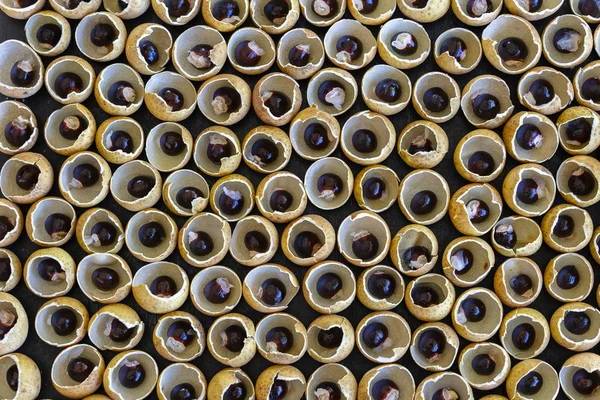 The shell and the bone from the Thai fruit longan. Longan peel shell and grain background. Exotic fruit in Thailand, closeup — Stock Photo, Image