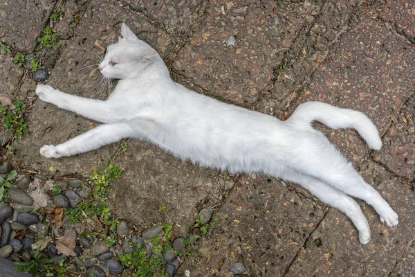 Gato branco deitado na calçada, de perto — Fotografia de Stock