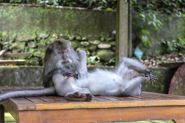 猴子家庭在森林,乌布,巴厘岛,印度尼西亚。特写 — 图库照片